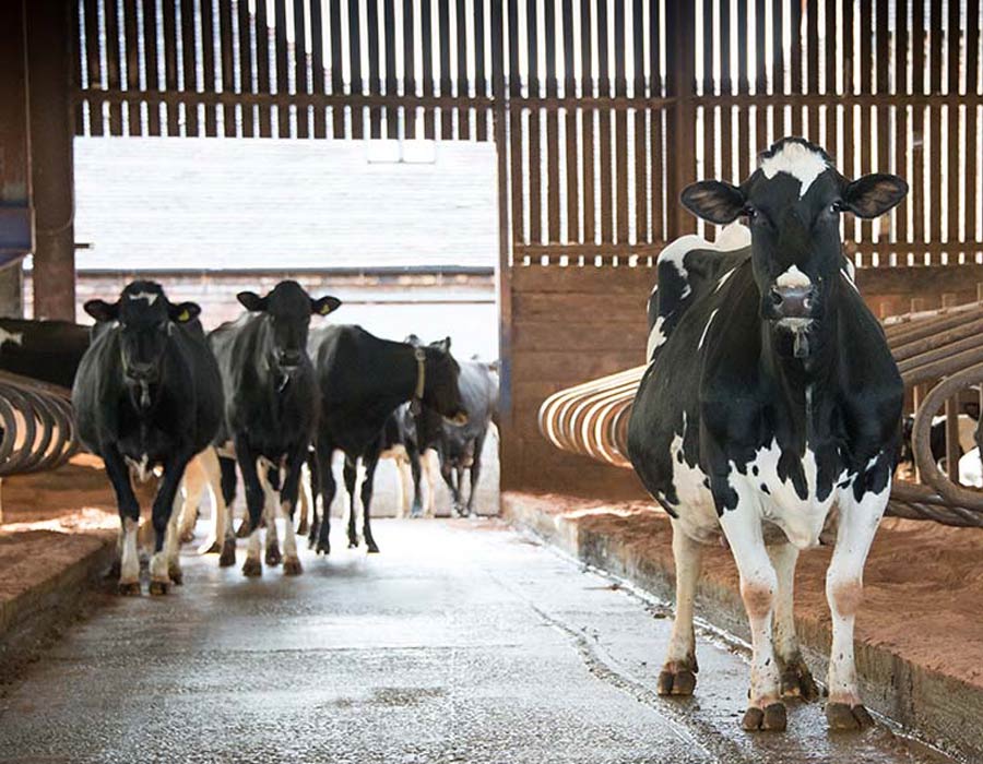 farm shed guttering painting munster leinster cork limerick kerry clare waterford tipperary carlow dublin kildare kilkenny laois longford louth meath offaly westmeath wexford wicklow advanced farm painters